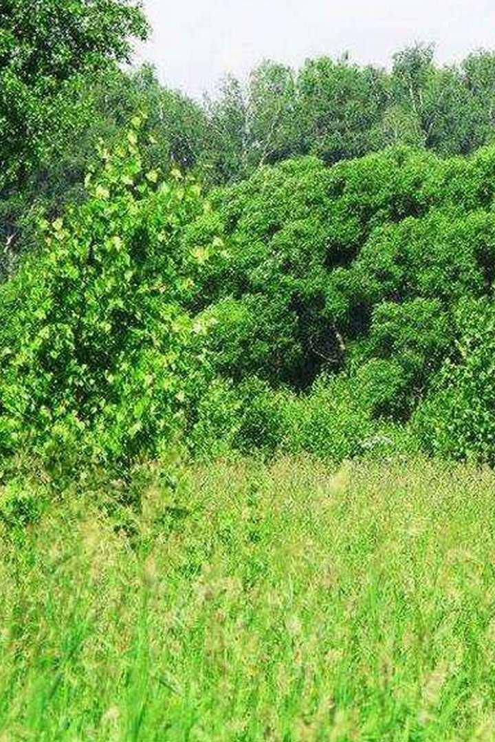 Лесная поляна