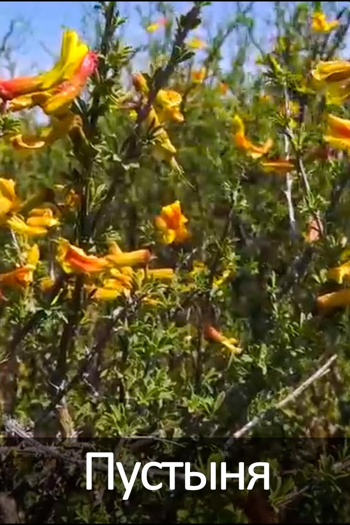 Пустыня