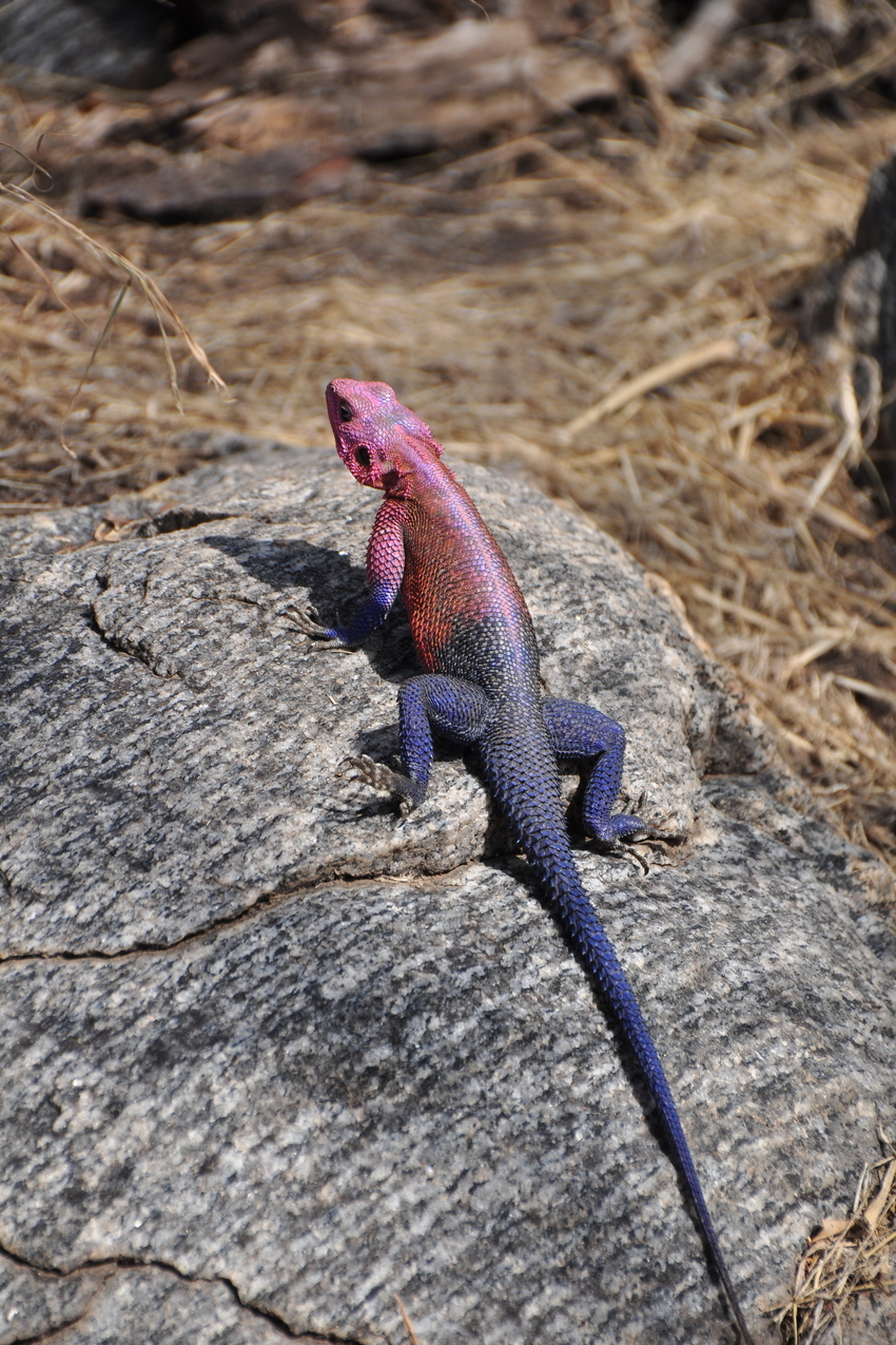 Степная агама