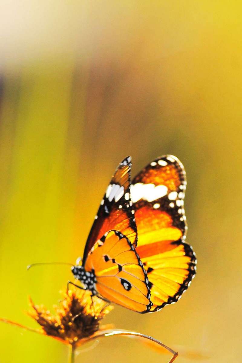 Мир насекомых