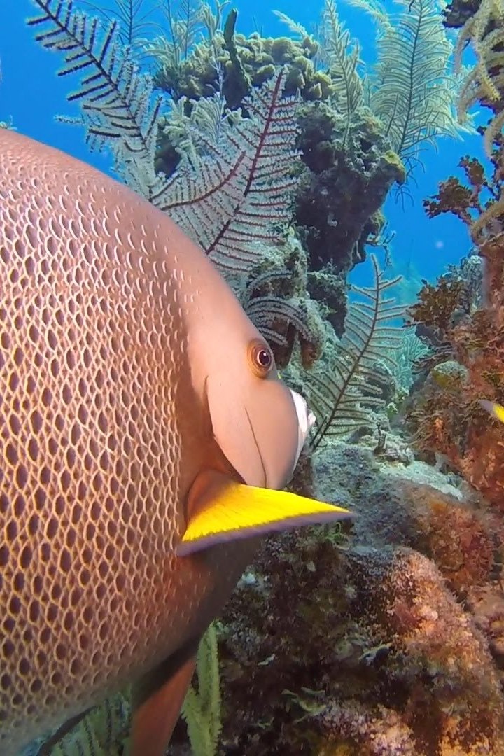 Подводный мир Эксумы