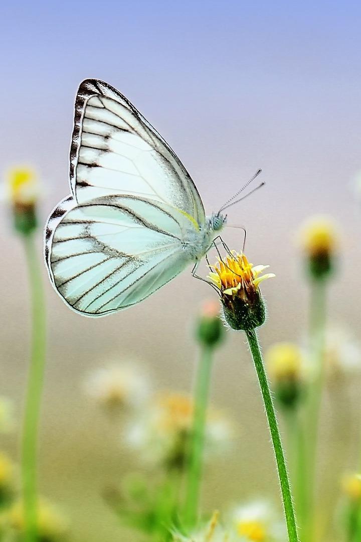 Таңғажайып табиғат