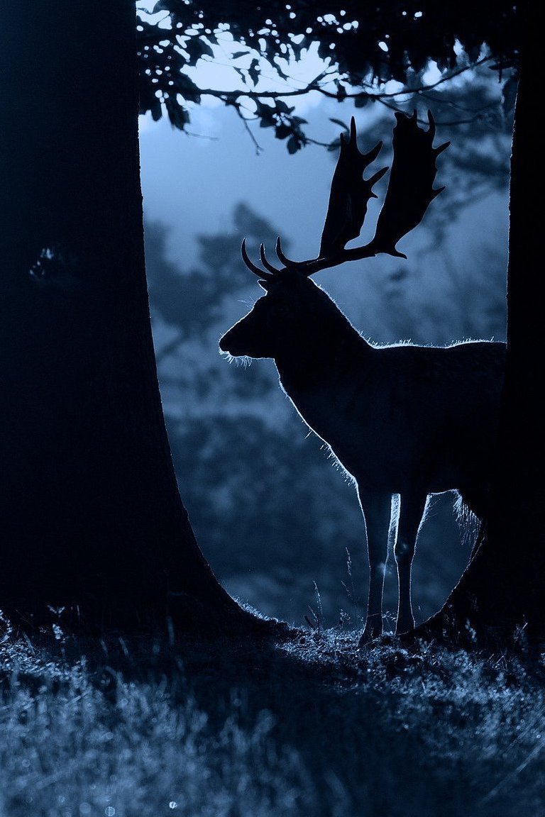 Животные ночью