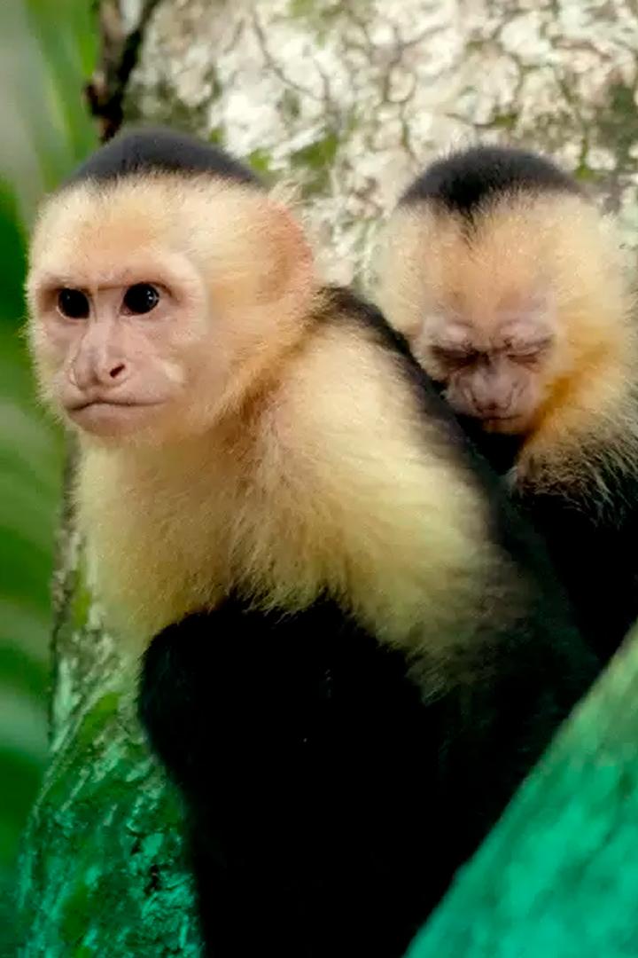 На грани вымирания