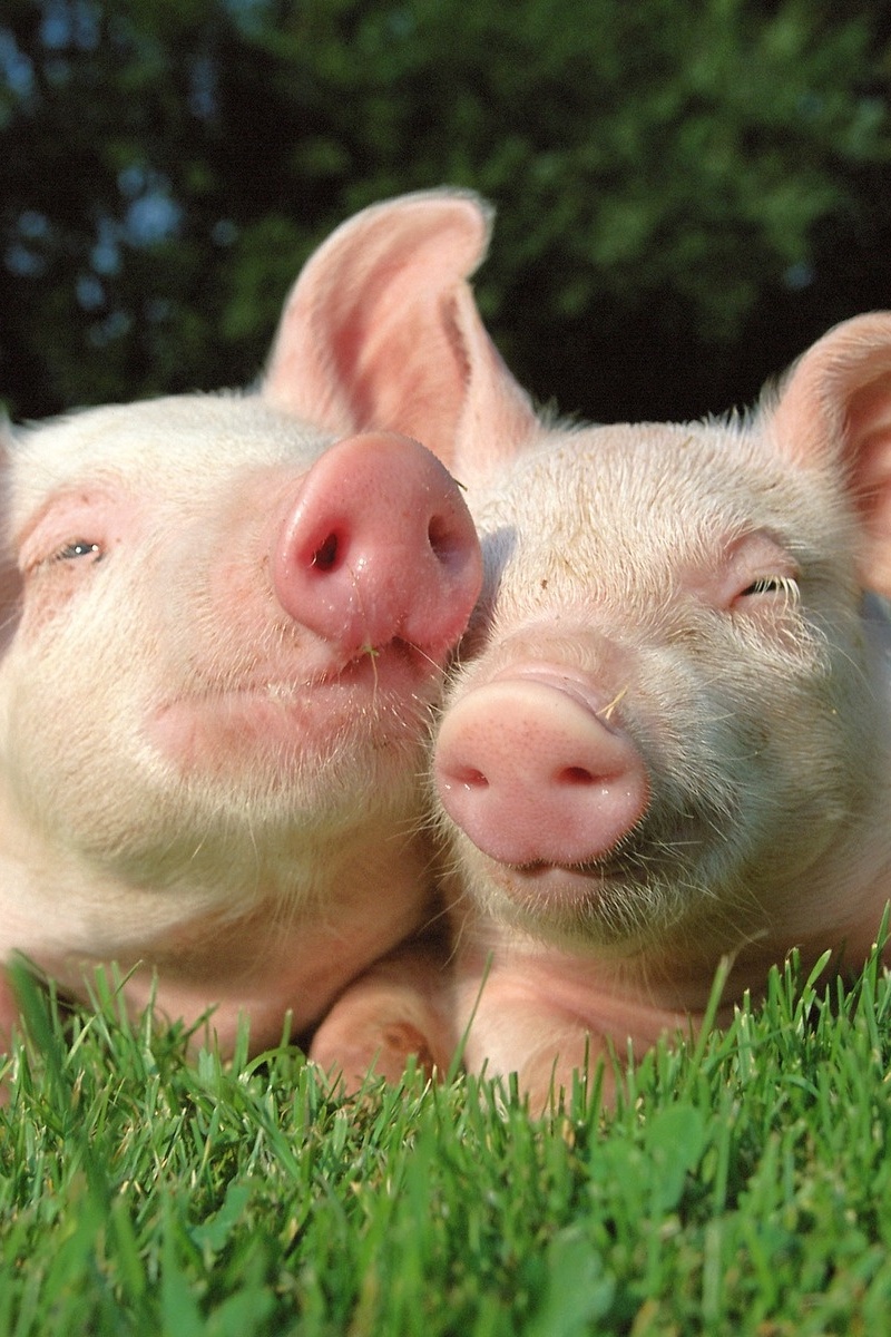 Поросячьи байки