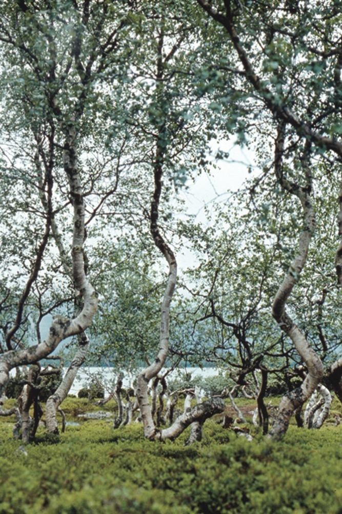 Берёзовое криволесье