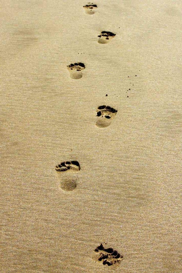 Оставь свой след