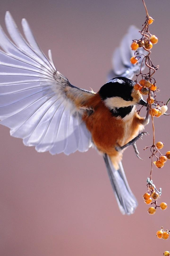 Птицы в гнезде - до осени