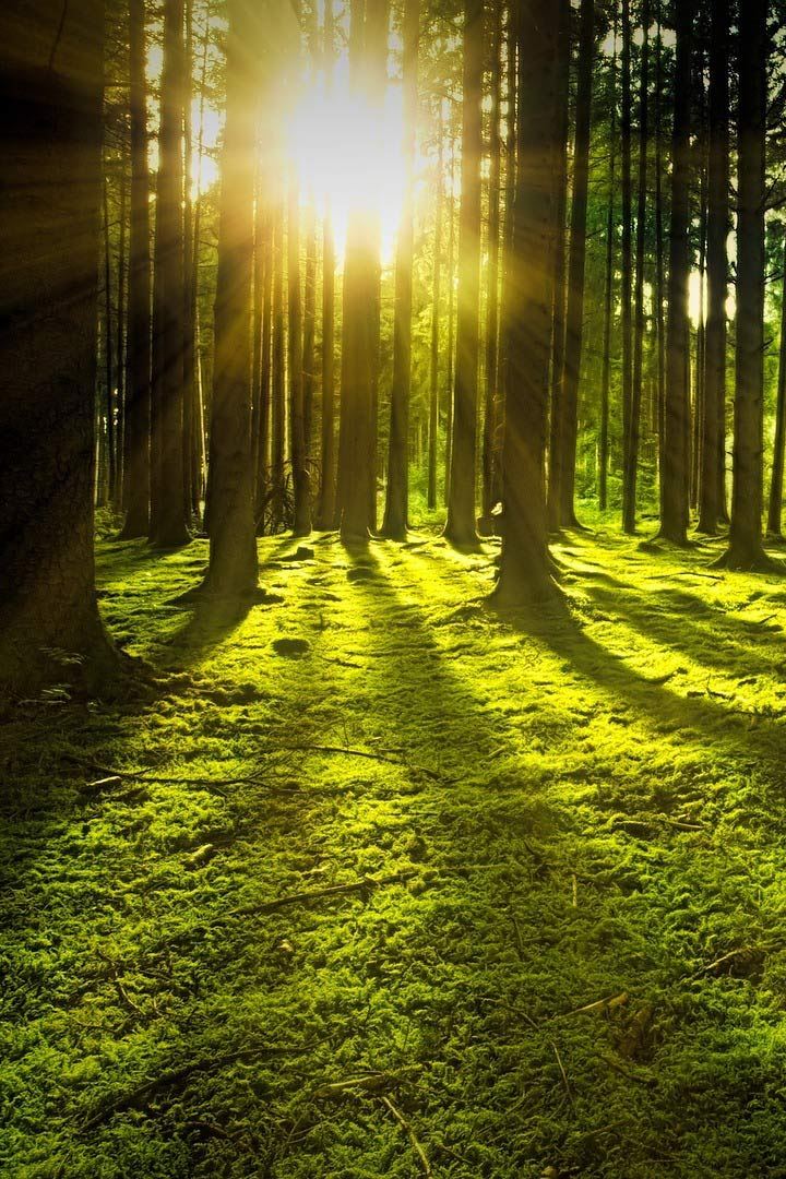 Человек леса