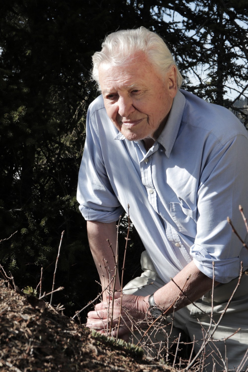 Муравьиная гора с Дэвидом Эттенборо