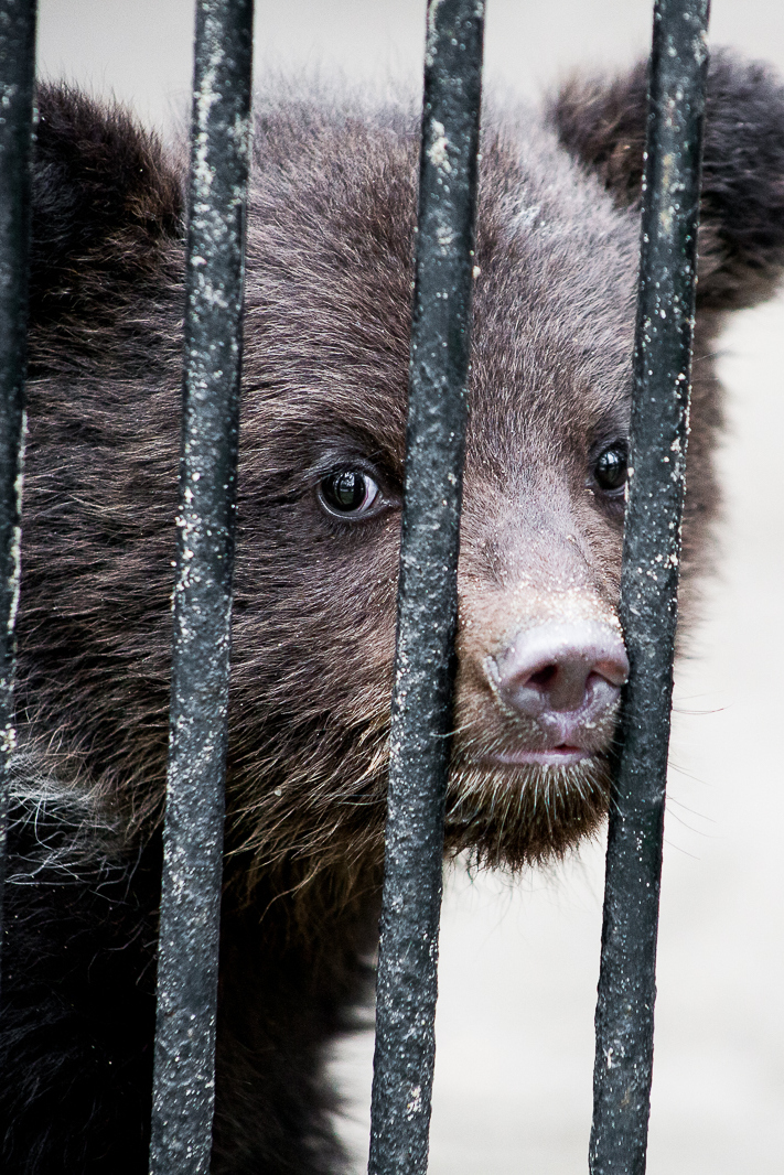 Звёзды зоопарков