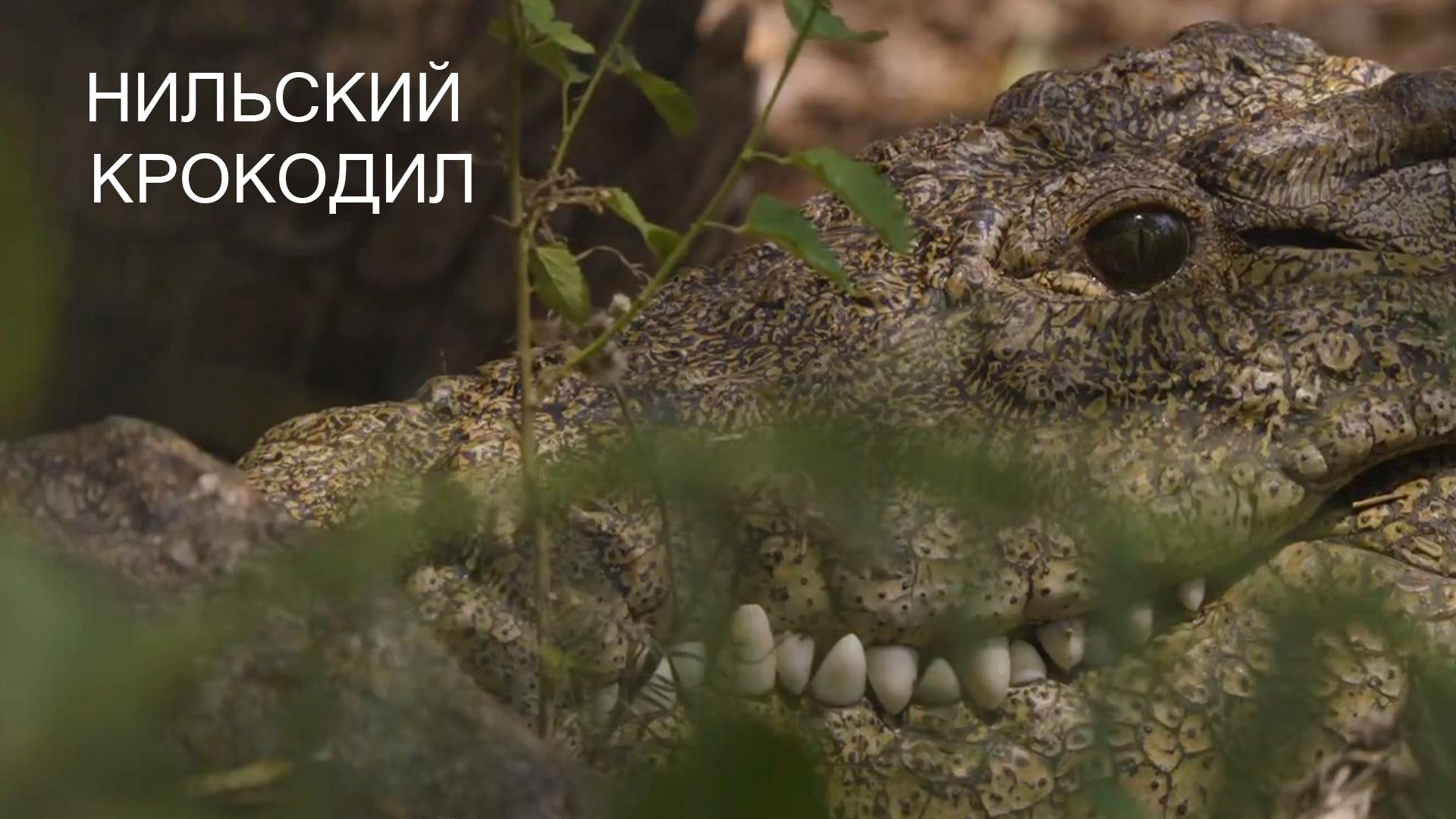 Нильский крокодил