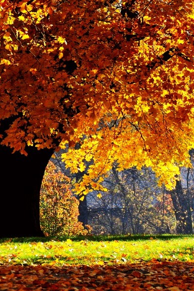 Осенний лес