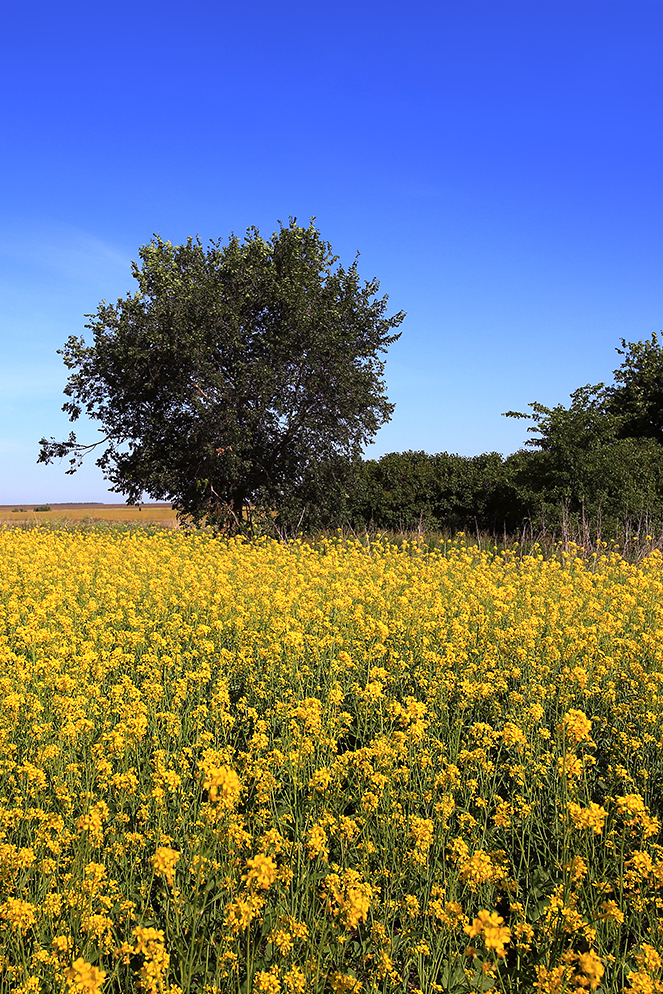 Горчичное поле
