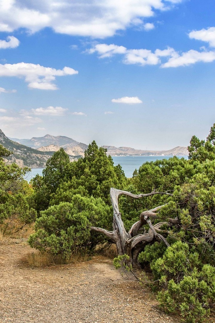 Можжевеловая роща