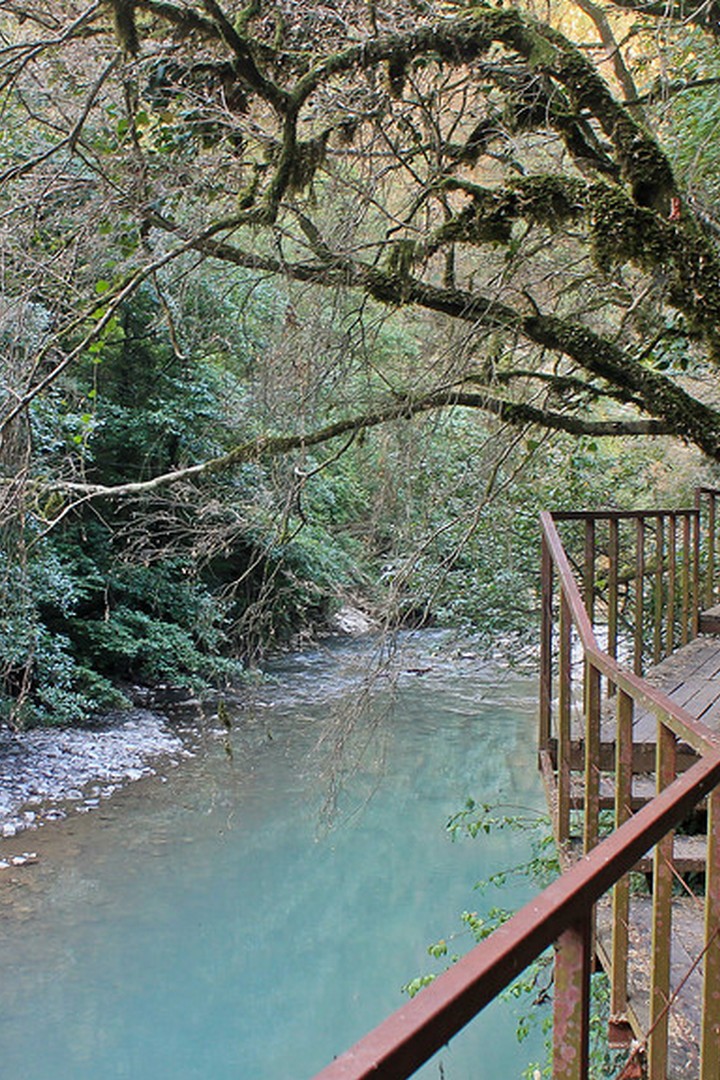 Тисо-самшитовая роща