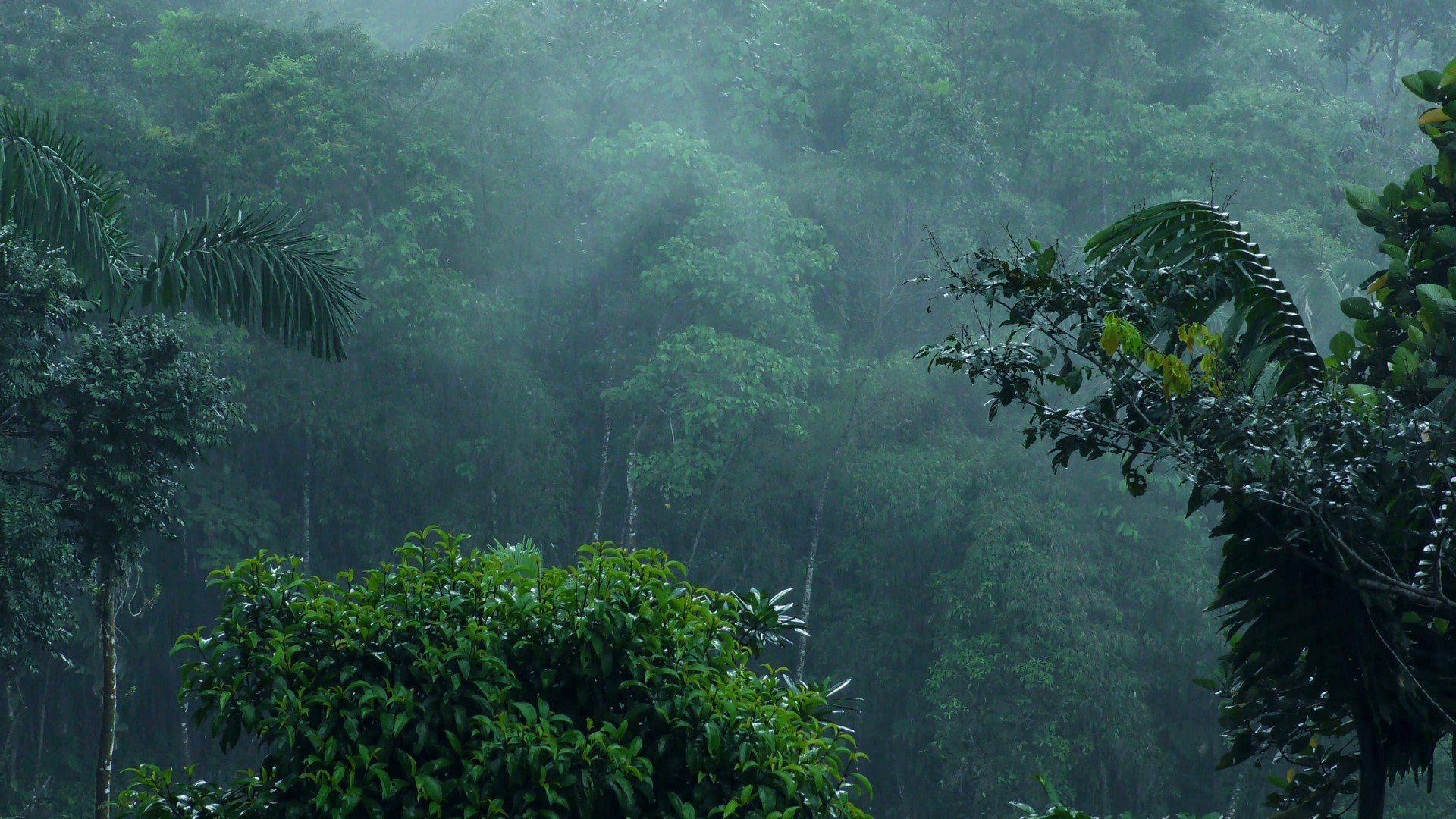 Тропический дождь