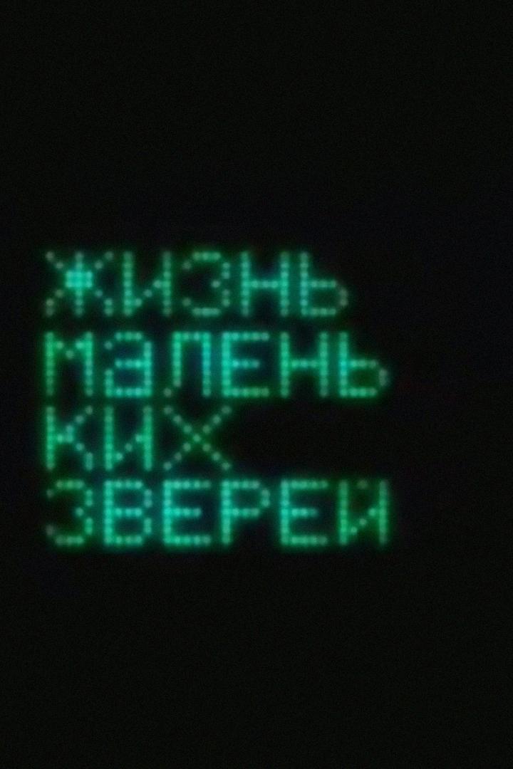 Жизнь маленьких зверей