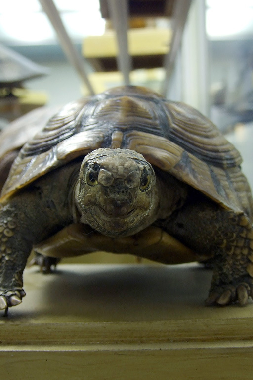 Зоологический музей. Экскурсия