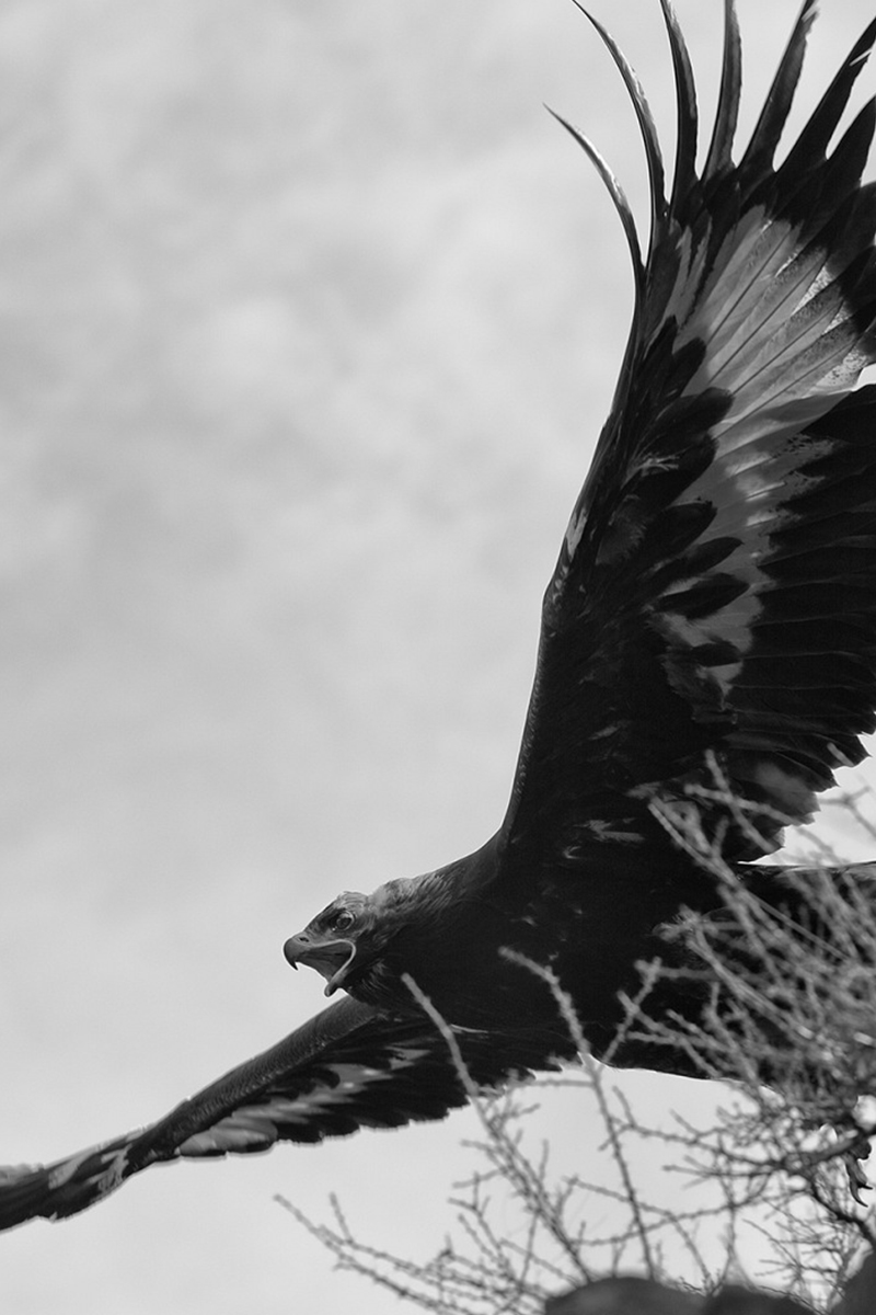 Охота с беркутом