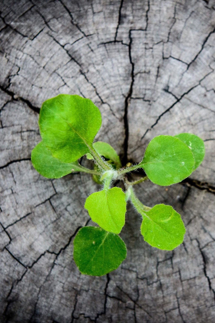 Новая жизнь