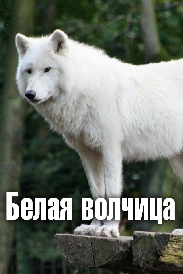 Белая волчица