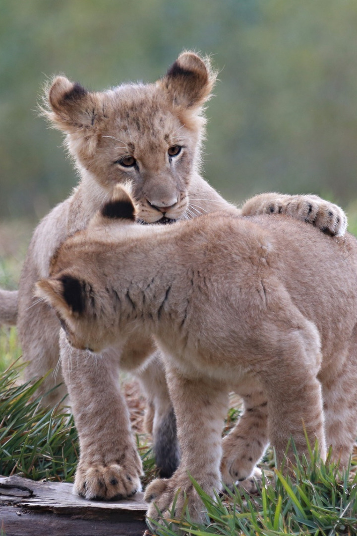 Малыши дикой природы