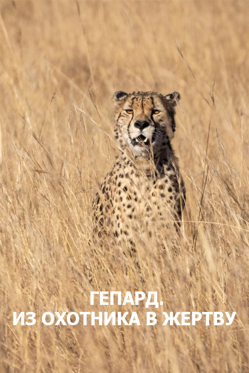 Гепард. Из охотника в жертву