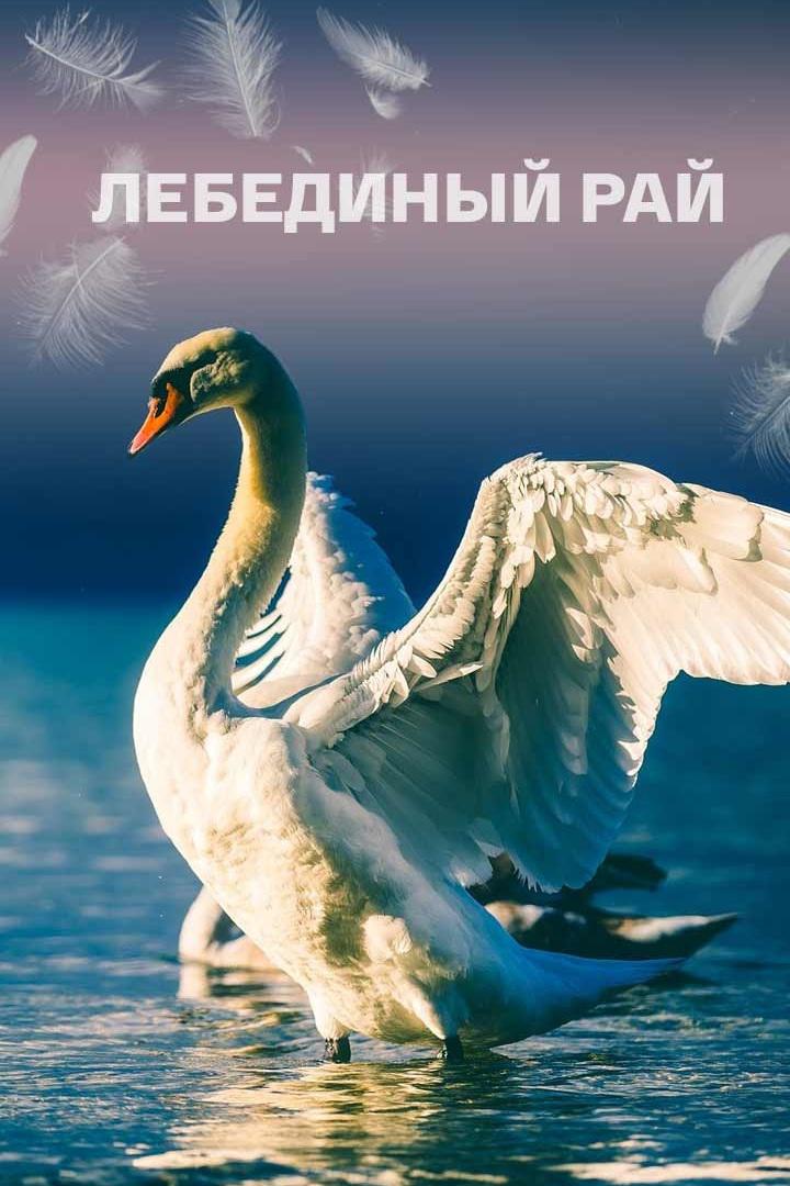 Лебединый рай