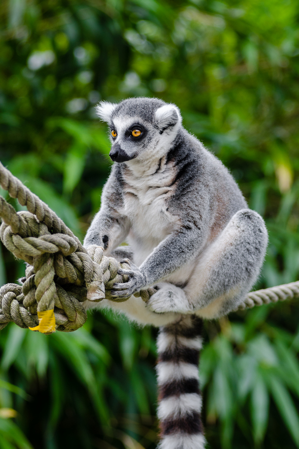 Мартин Клунз: лемуры Мадагаскара