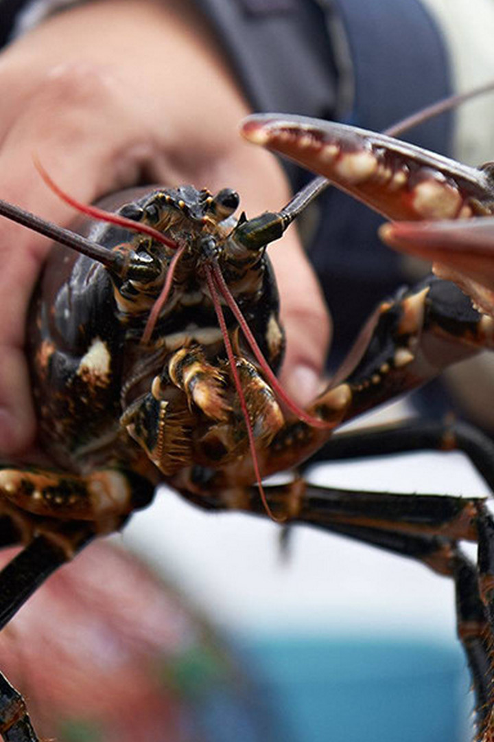 Австралийские охотники на лобстеров