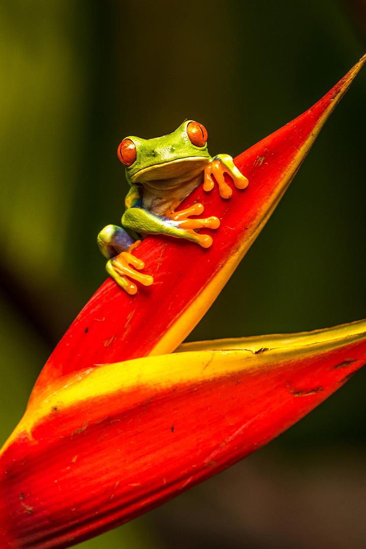 Яд и стратегия выживания