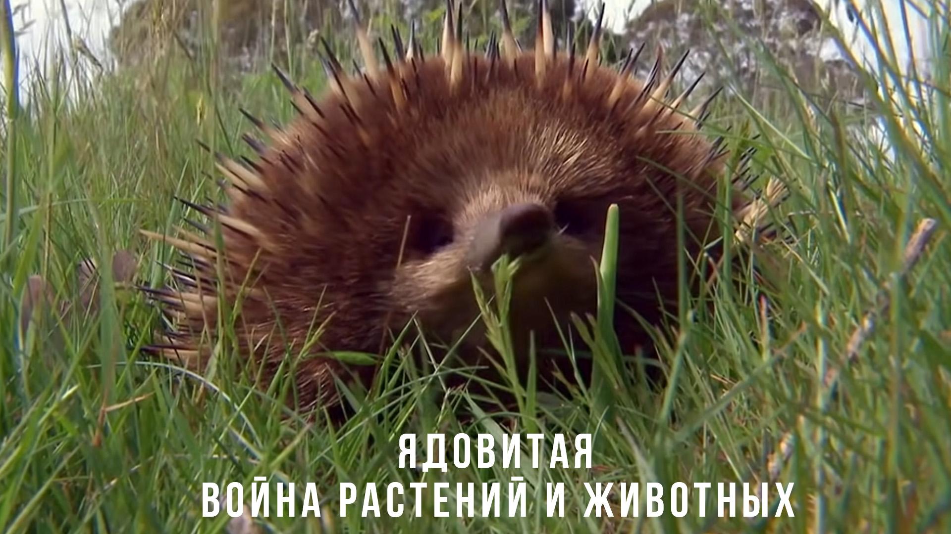 Ядовитая война растений и животных