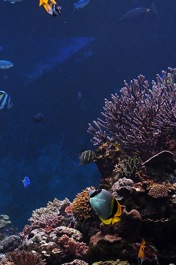 Подводный мир