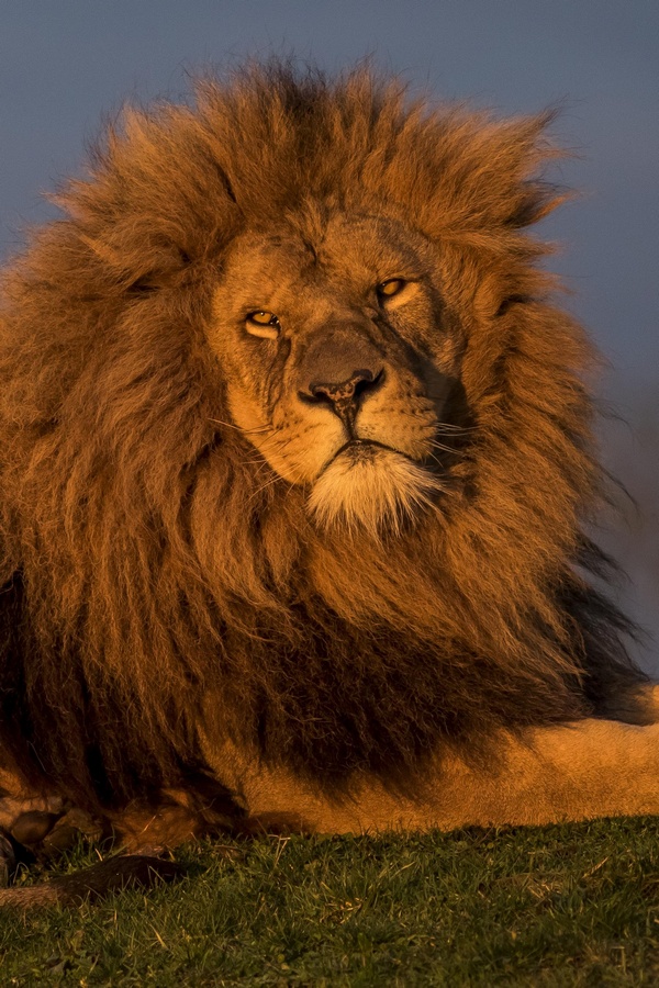 Мартин Клунз и лев по имени Муги