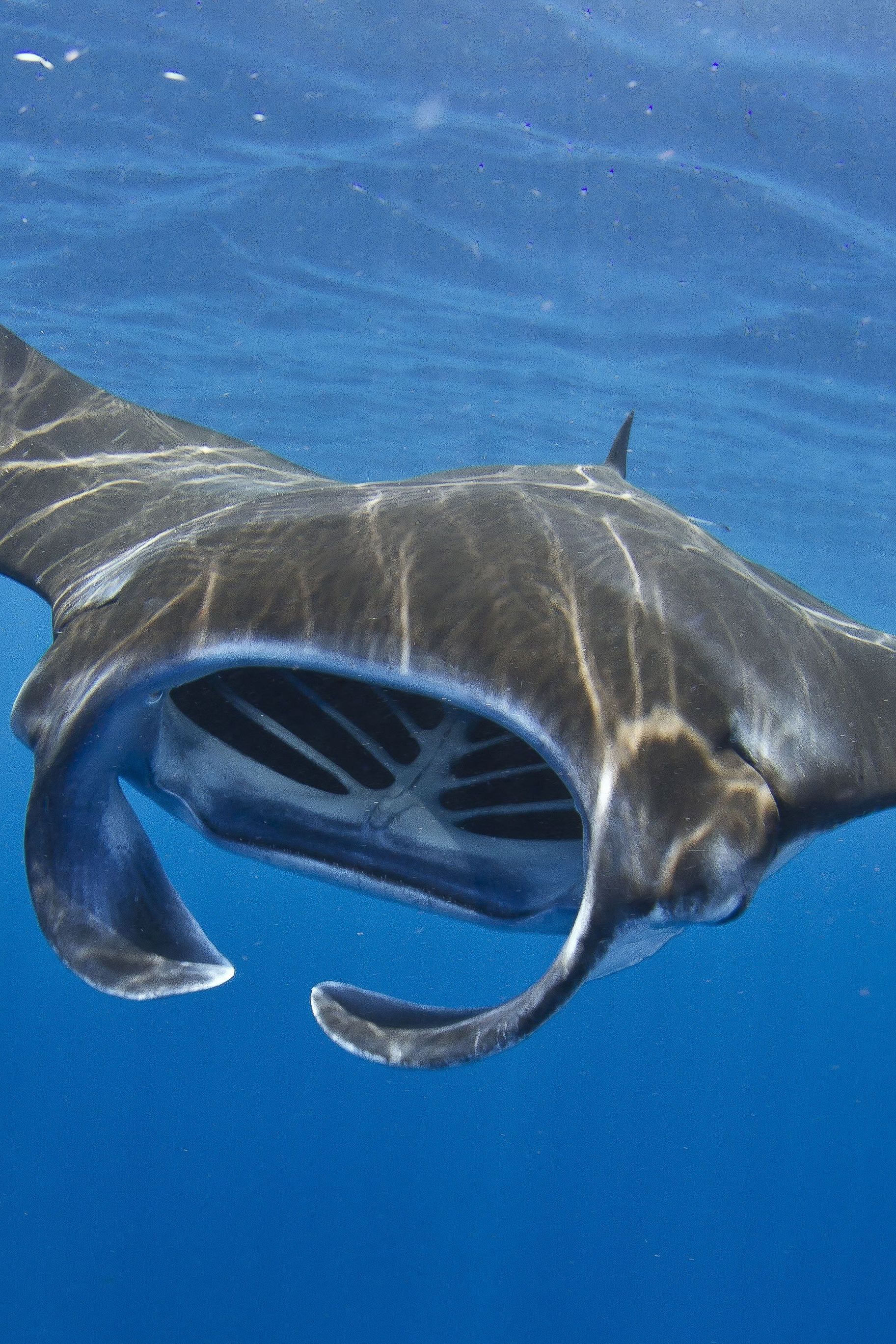 Мартин Клунз: Человек и Манта