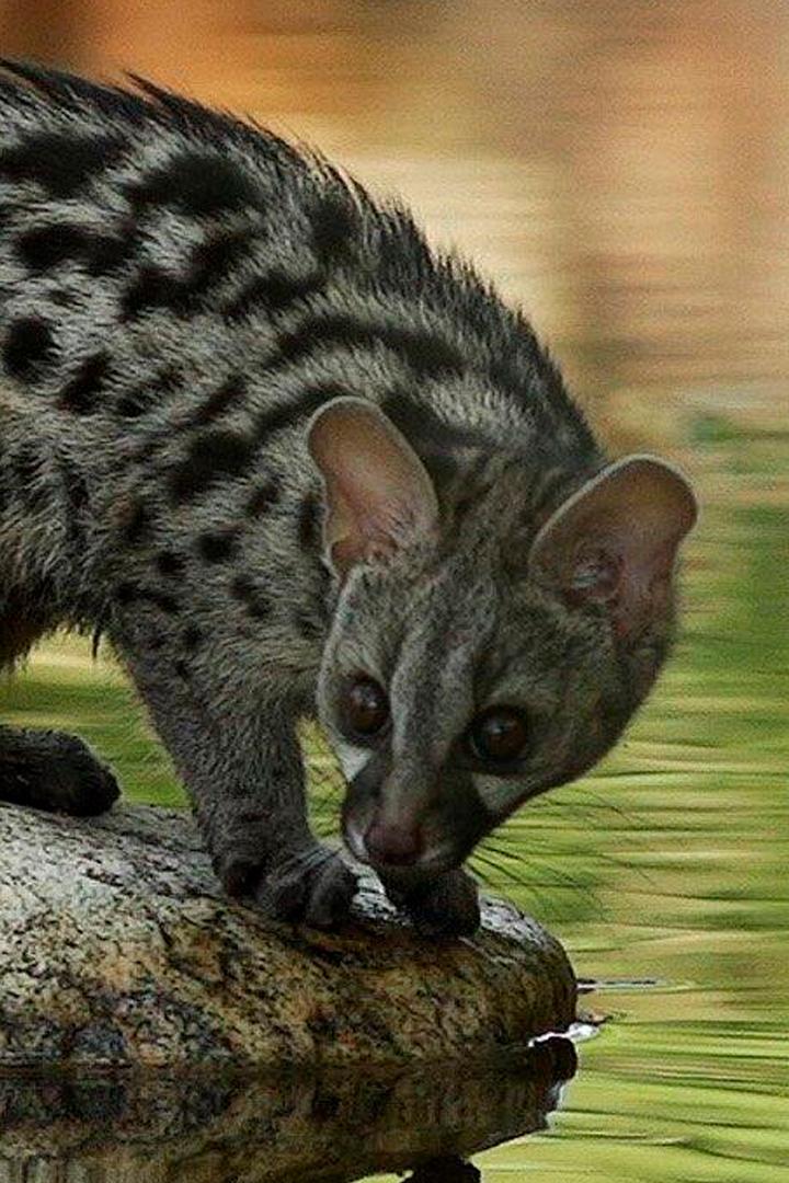 Рассказ генетты