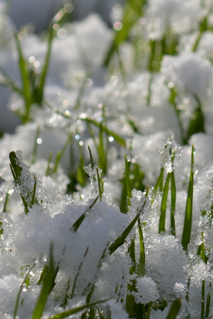 Весенний снег