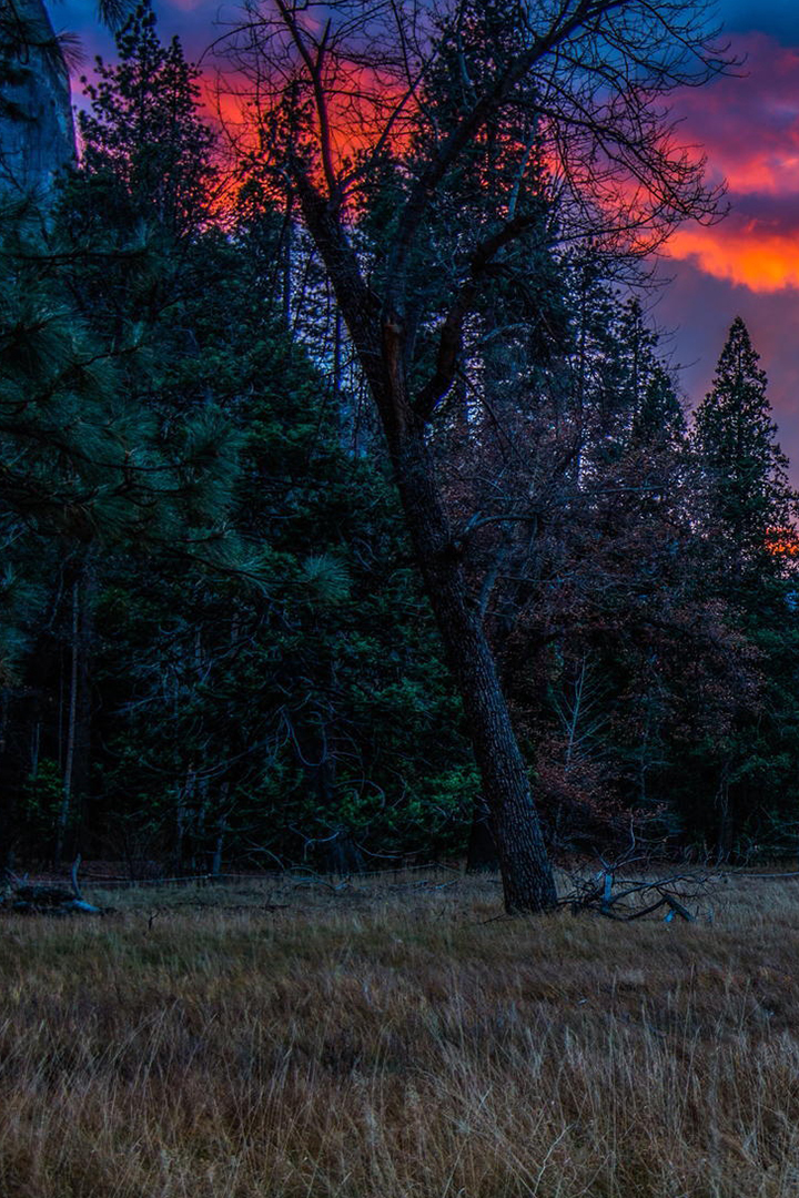 Вечерний лес