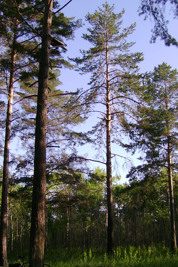 Кунеевский лес