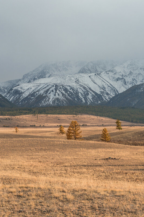 Курайская степь