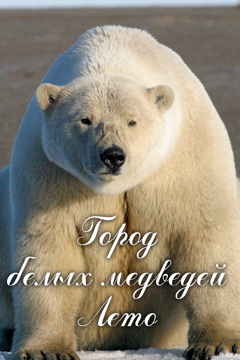 Город белых медведей. Лето