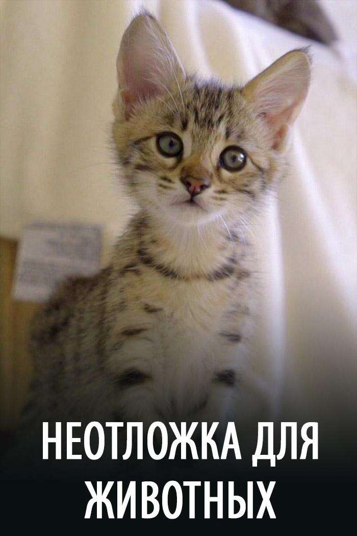 Неотложка для животных