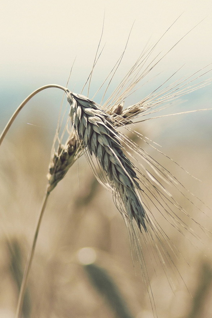 Колосья Чулпана