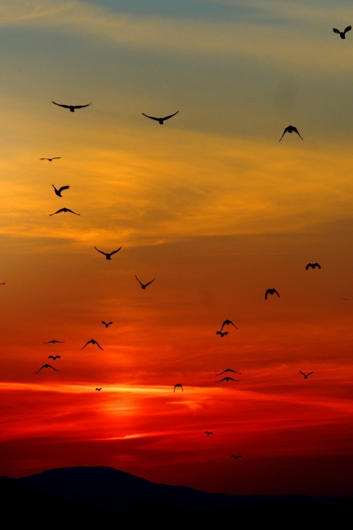 Небесные охотники