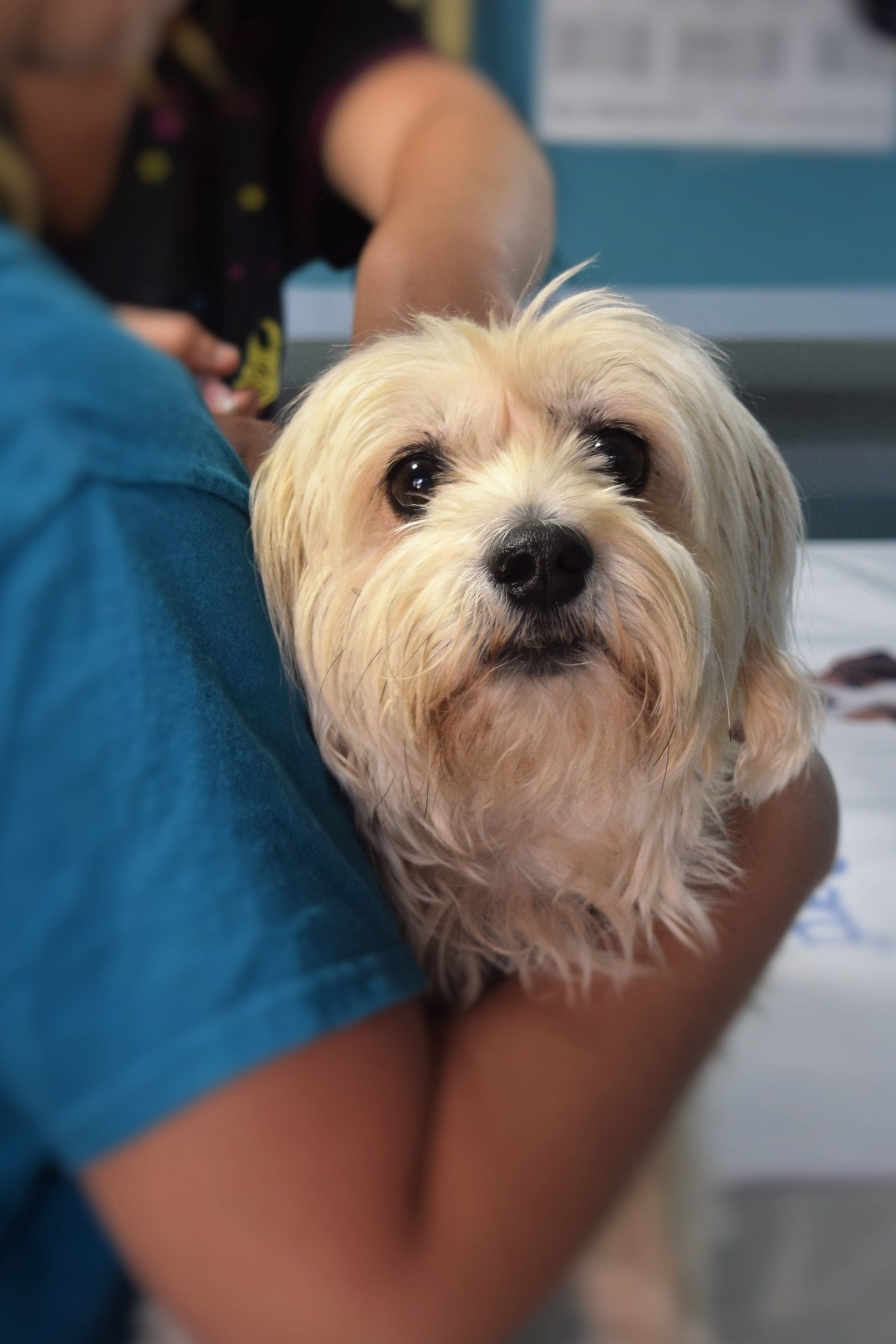 Ветеринар из глубинки