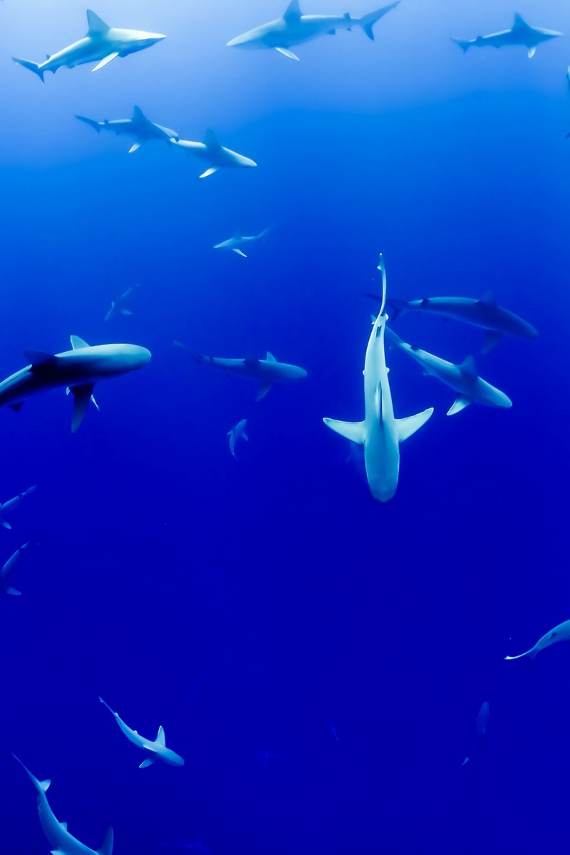 Подводный мир