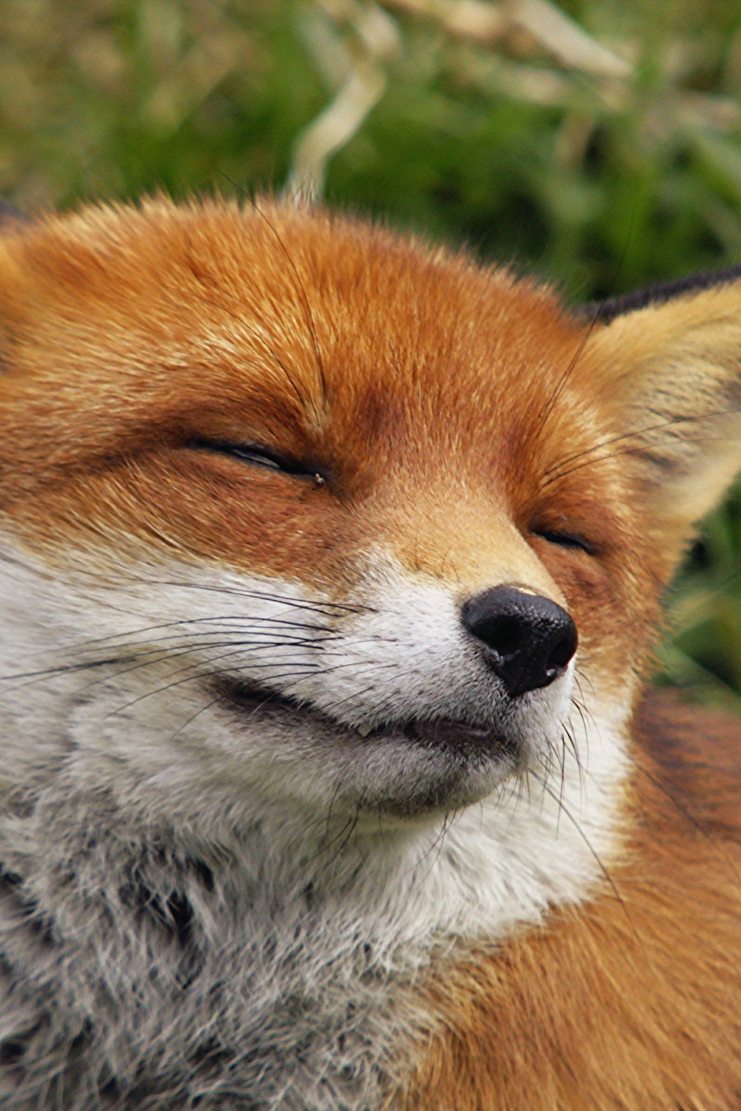 Лисьи истории