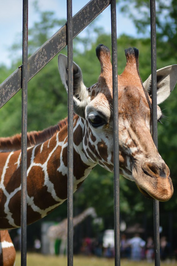 Стоит ли закрыть зоопарки?