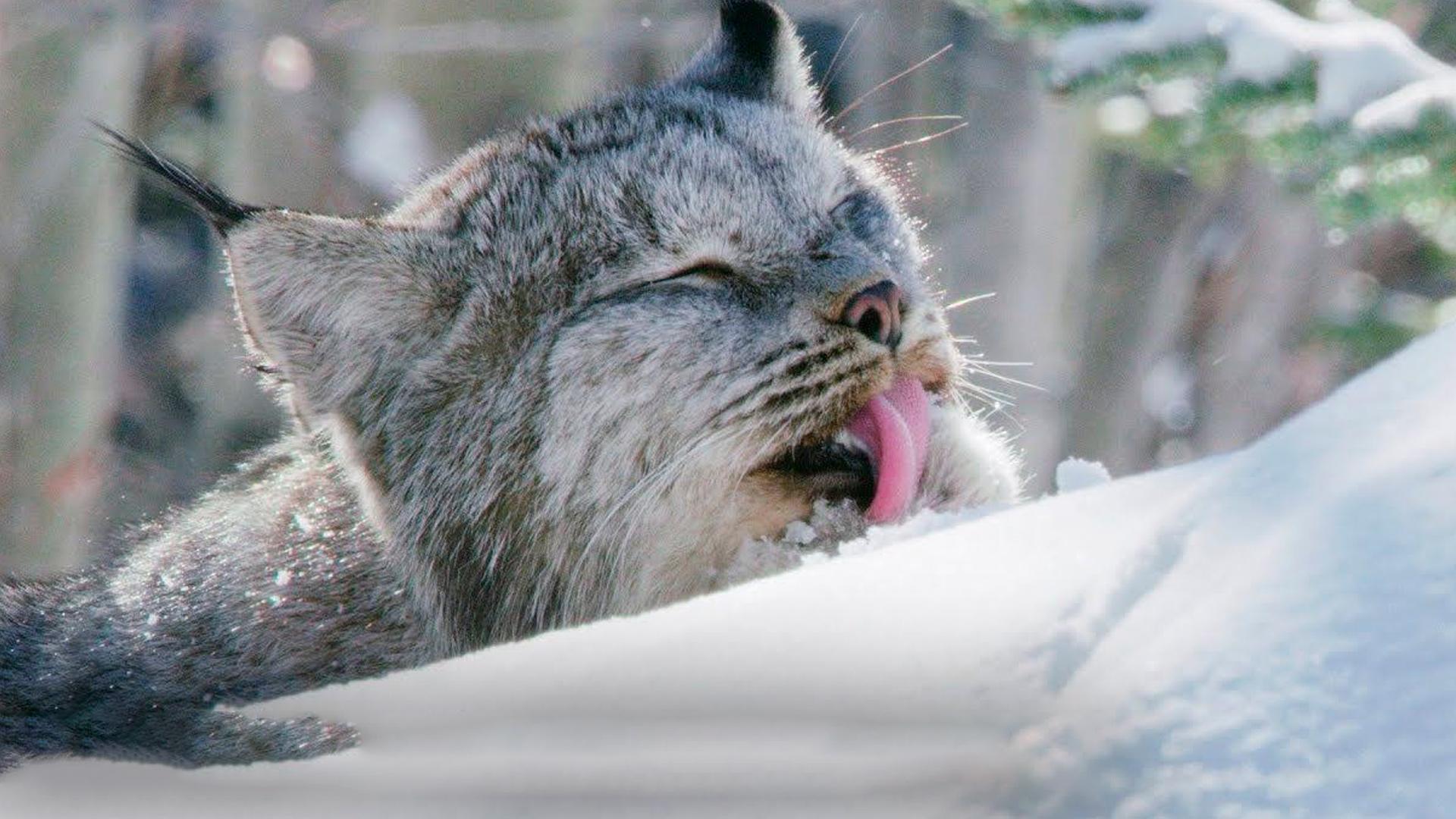 Времена года в Канаде
